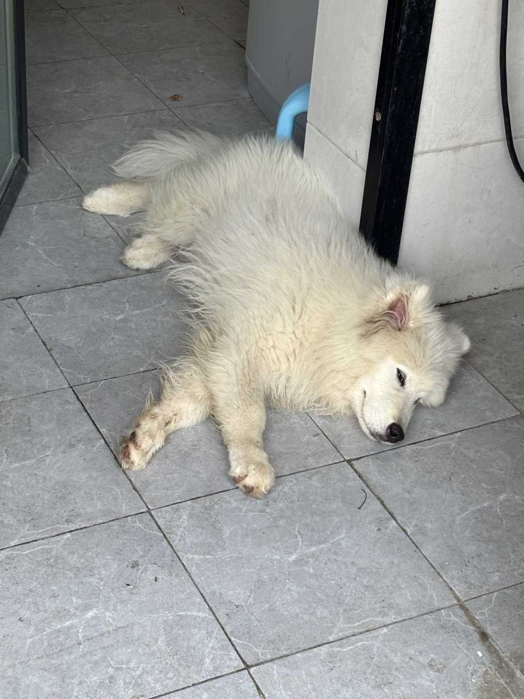 送狗去训犬学校,一只回家病了,另一只一周就反弹:这笔钱到底值不值