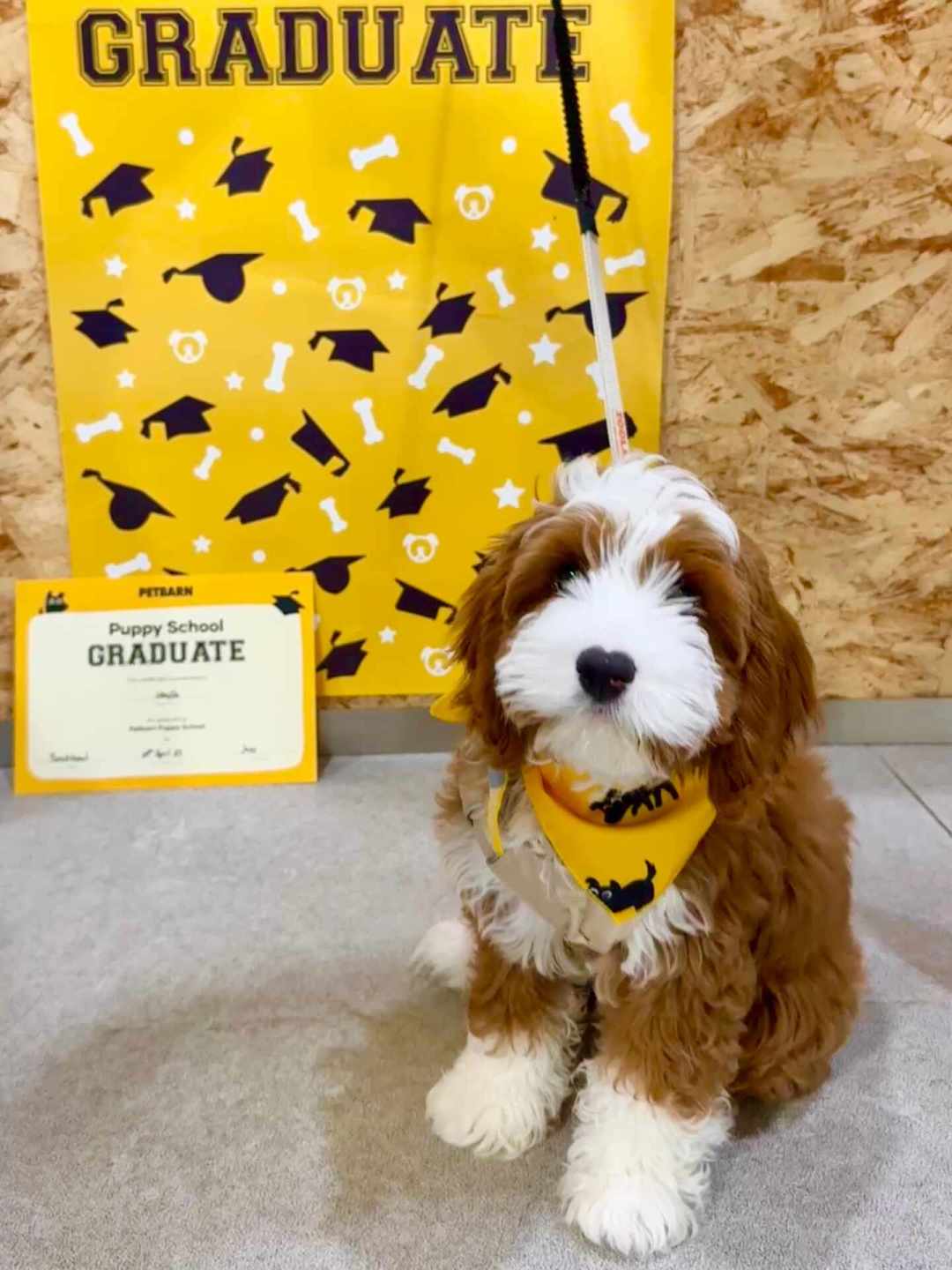 送狗去训犬学校,一只回家病了,另一只一周就反弹:这笔钱到底值不值
