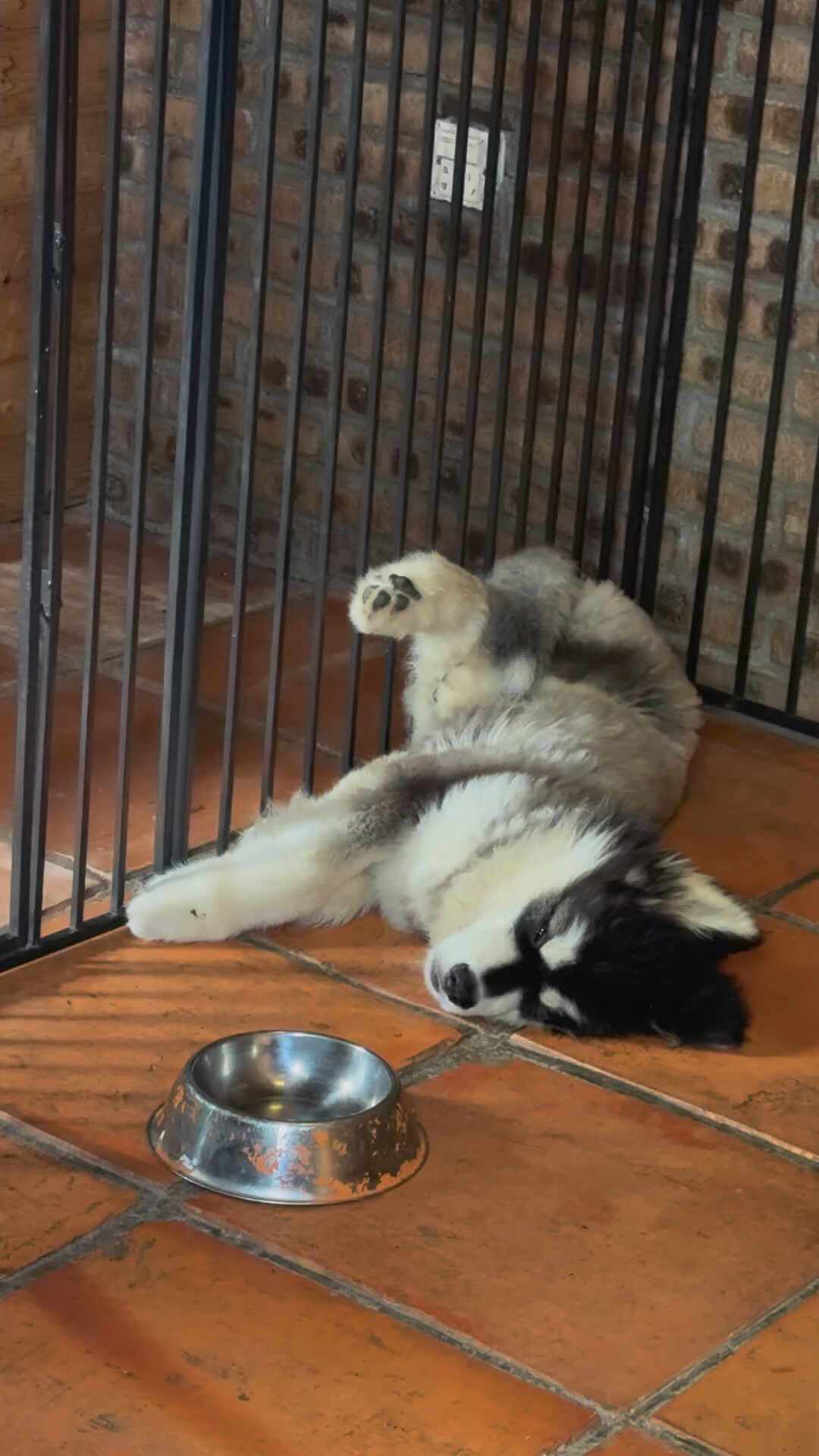 送狗去训犬学校,一只回家病了,另一只一周就反弹:这笔钱到底值不值