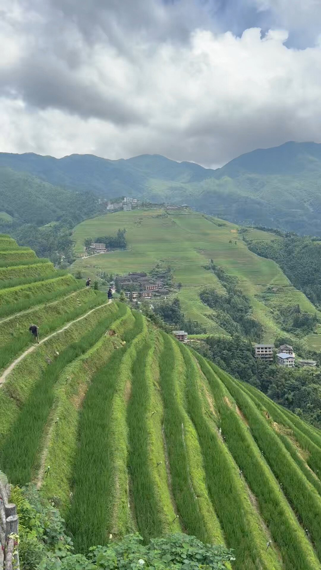 龙脊梯田“太坑”?翻了200多条真实评论才明白:坑不在风景,在玩的方式