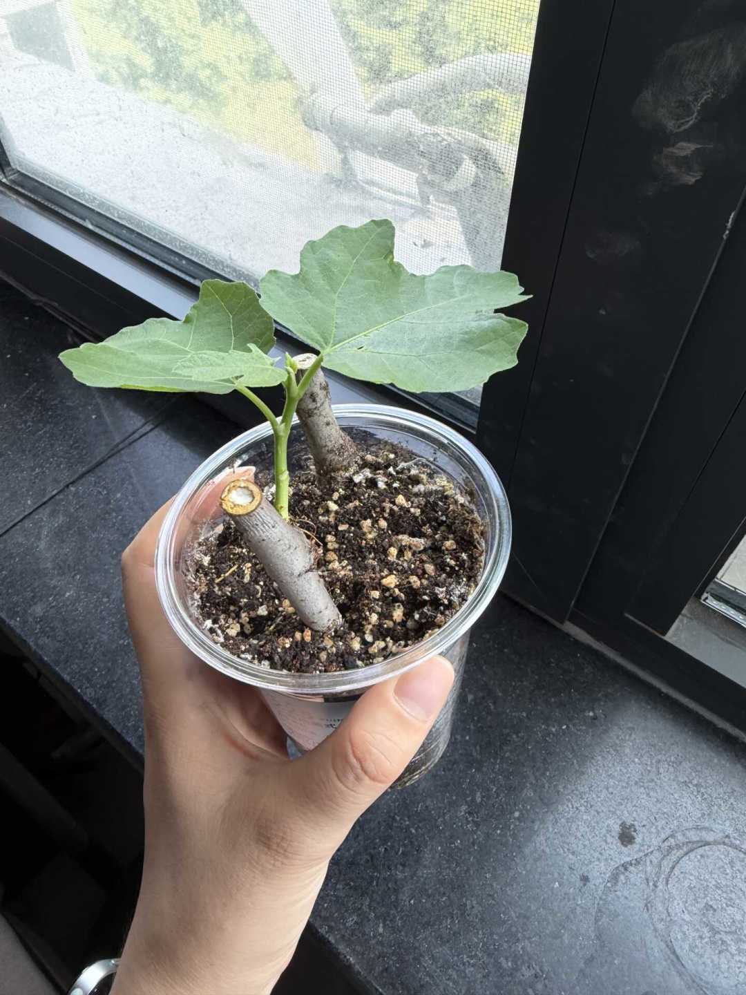 8月末是夏插的末班车：无花果“0元购”窗口还剩几周，生根粉的坑一次说清