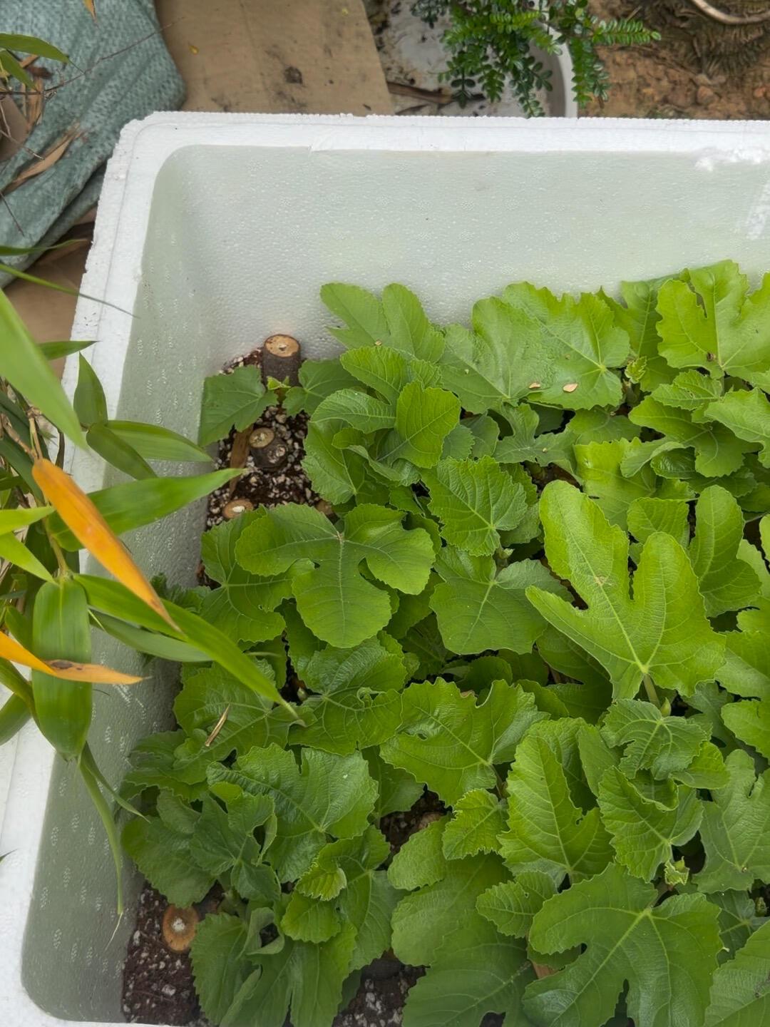 8月末是夏插的末班车：无花果“0元购”窗口还剩几周，生根粉的坑一次说清