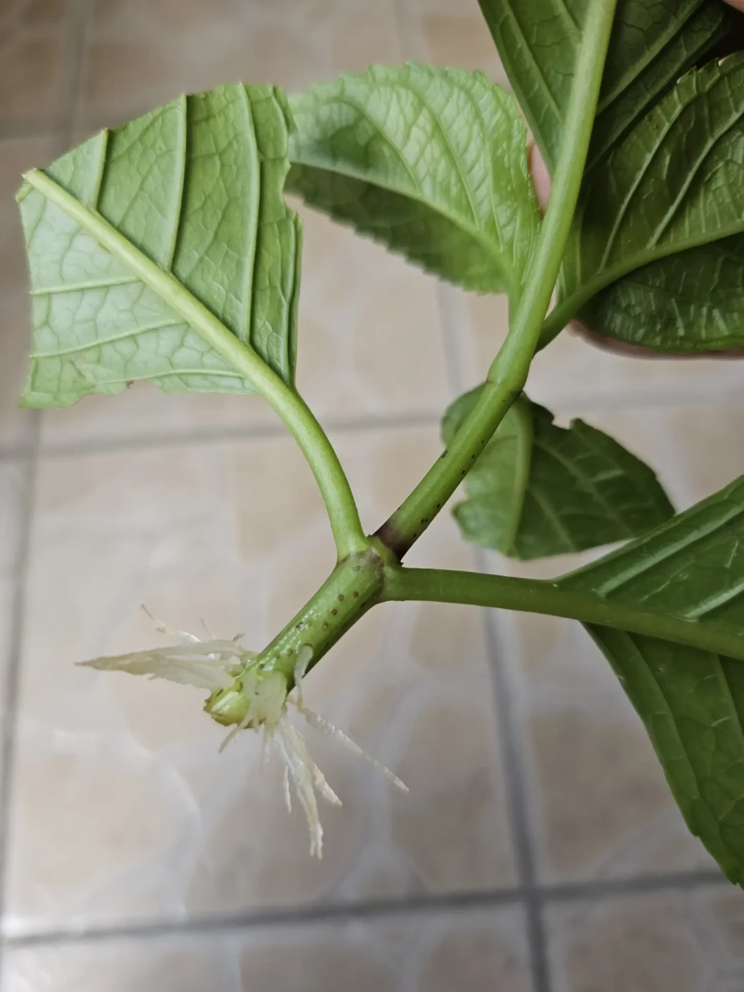 8月末是夏插的末班车：无花果“0元购”窗口还剩几周，生根粉的坑一次说清