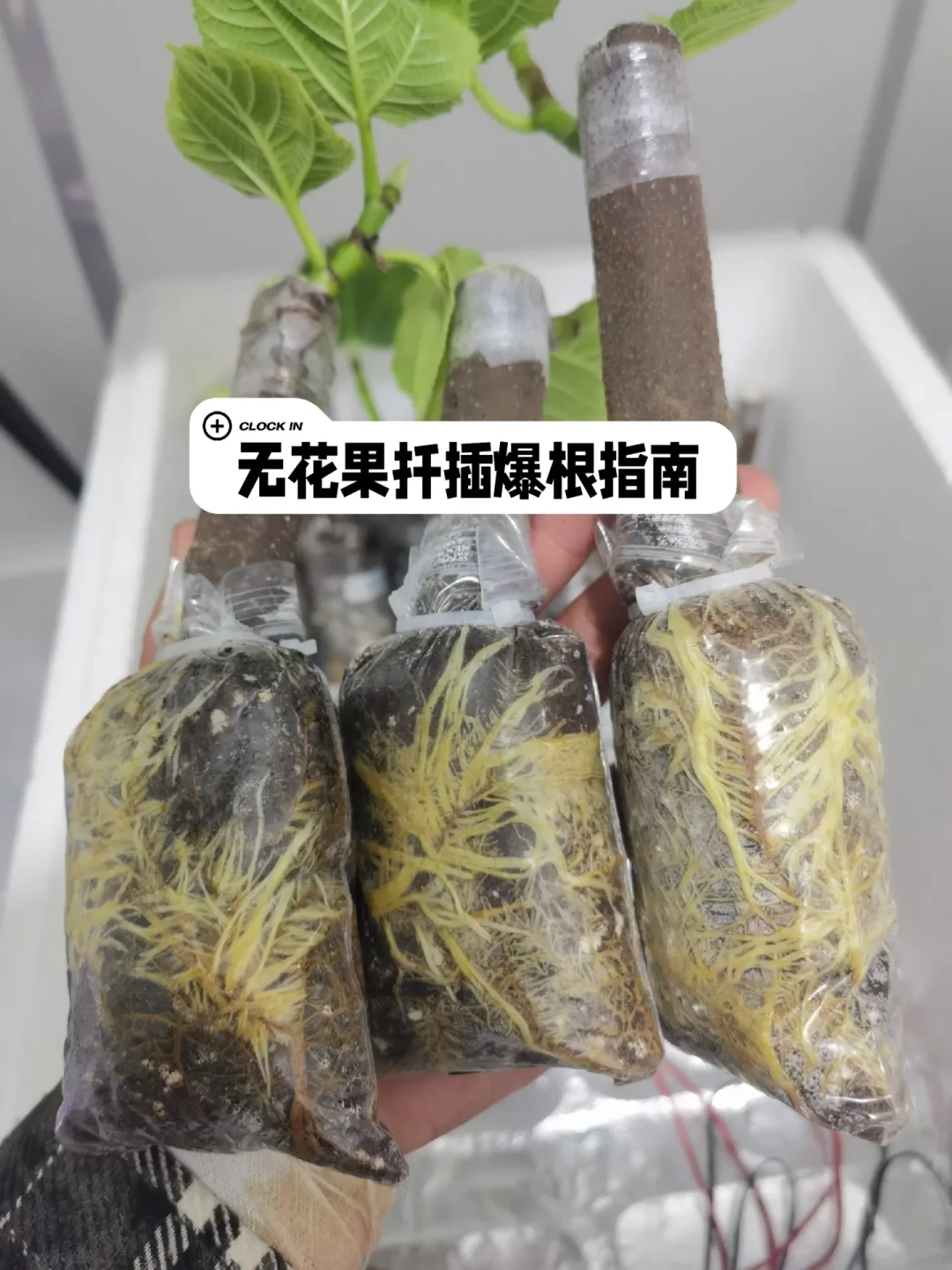 8月末是夏插的末班车：无花果“0元购”窗口还剩几周，生根粉的坑一次说清