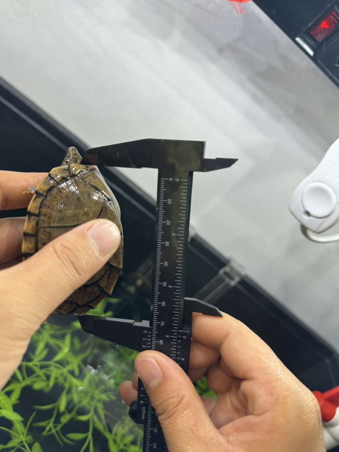 女子360元卖掉男友剃刀龟和龟蛋，网友说亏了6万：禁养是谣言，涨价是真的