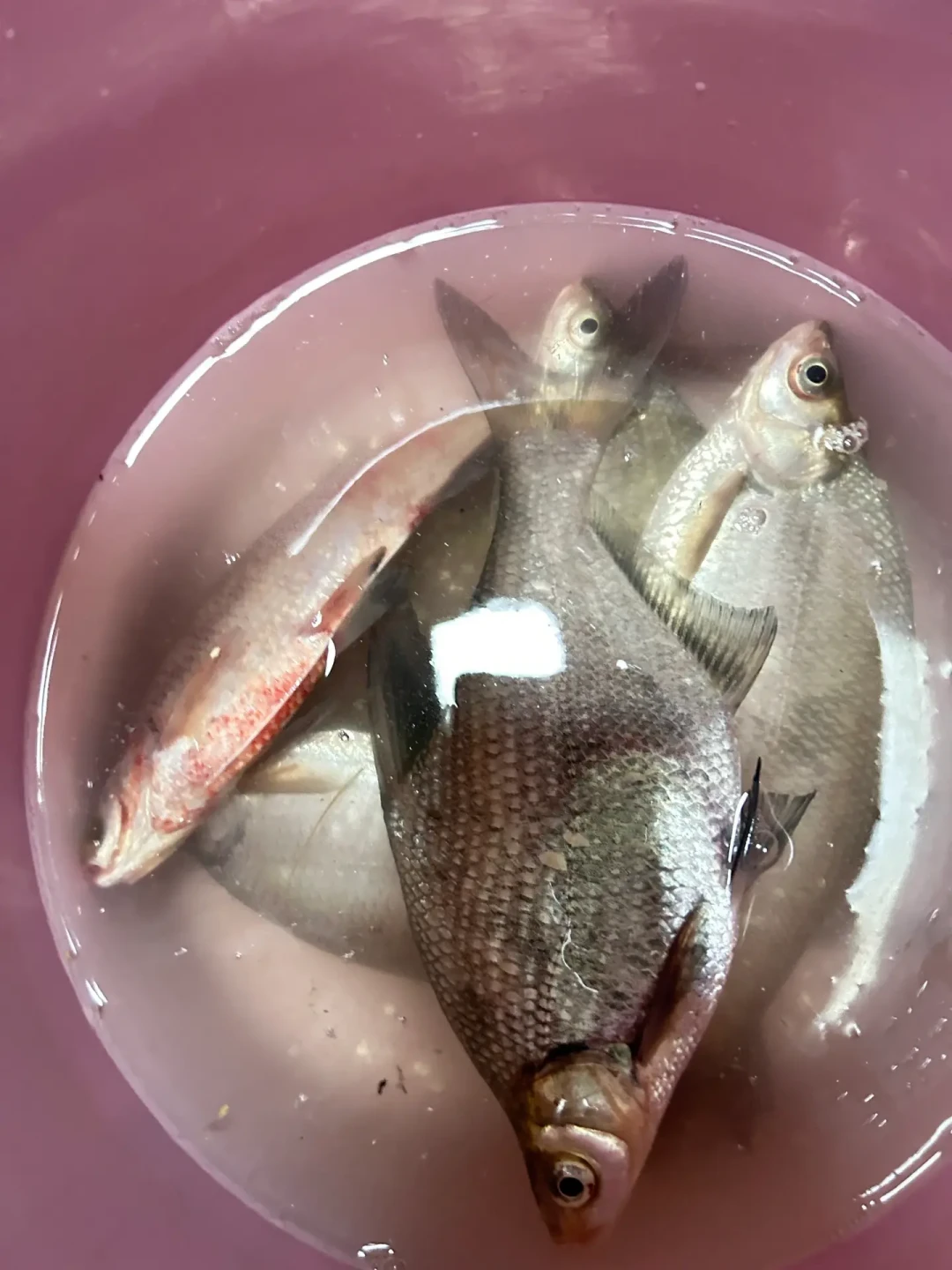 高温把鱼逼进深水,手竿够不着?矶竿滑漂入门,这份选购账本就够了