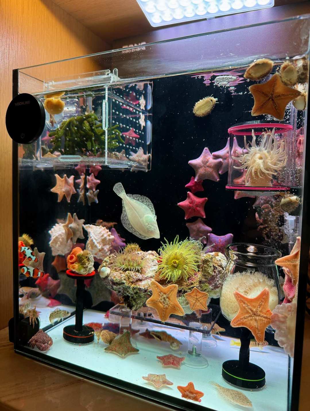 海表温度接连破纪录，海缸