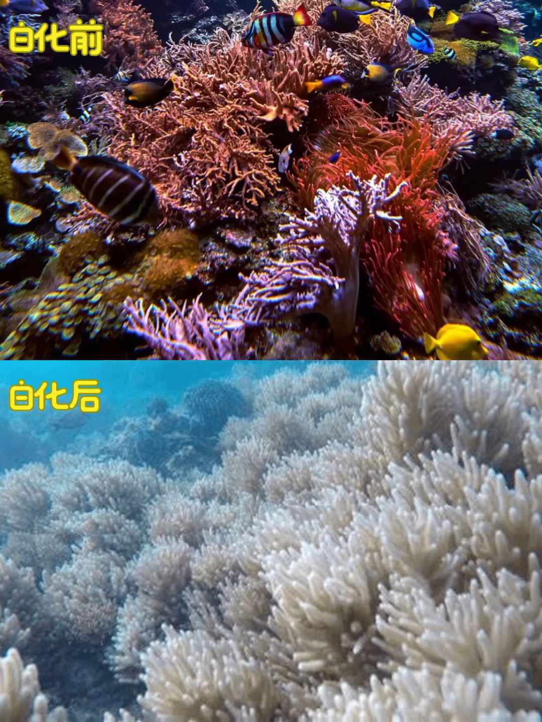 海表温度接连破纪录，海缸