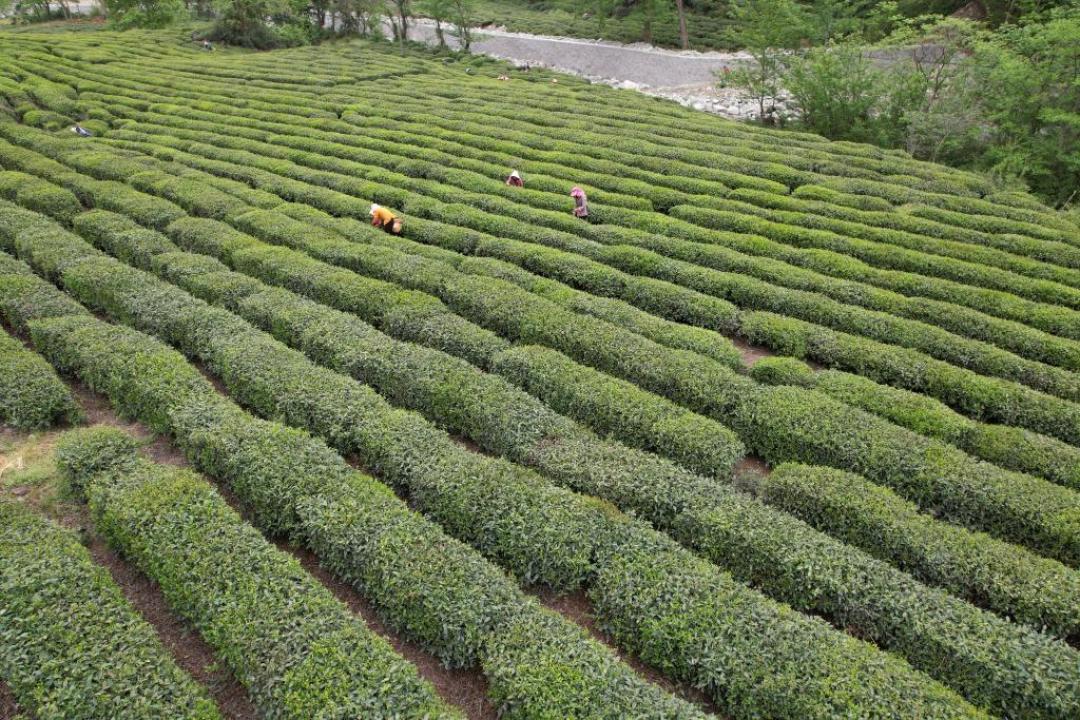 《茶经》七千字,但十个人有九个读不完:版本怎么选、哪些今天还能用