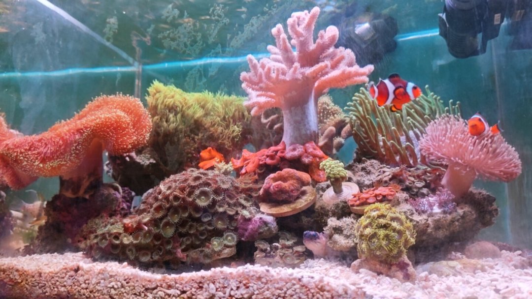 海缸度夏保命局:冷水机、风扇、DIY冰瓶,四种降温方案哪个值得花钱