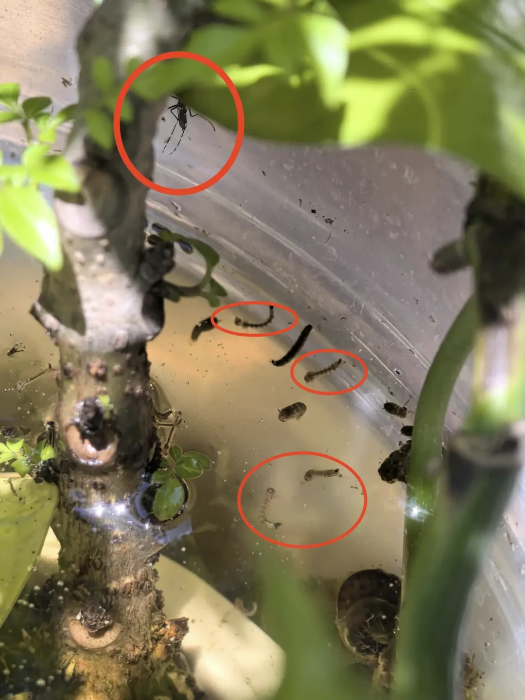 中疾控点名水培植物:夏天只换水不刷瓶,等于在家养蚊子