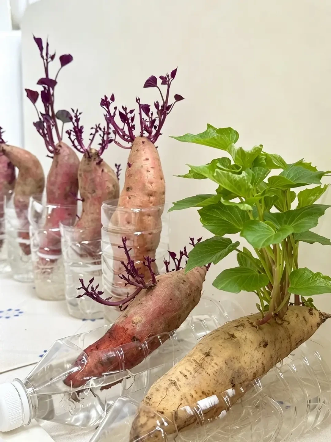 中疾控点名水培植物:夏天只换水不刷瓶,等于在家养蚊子