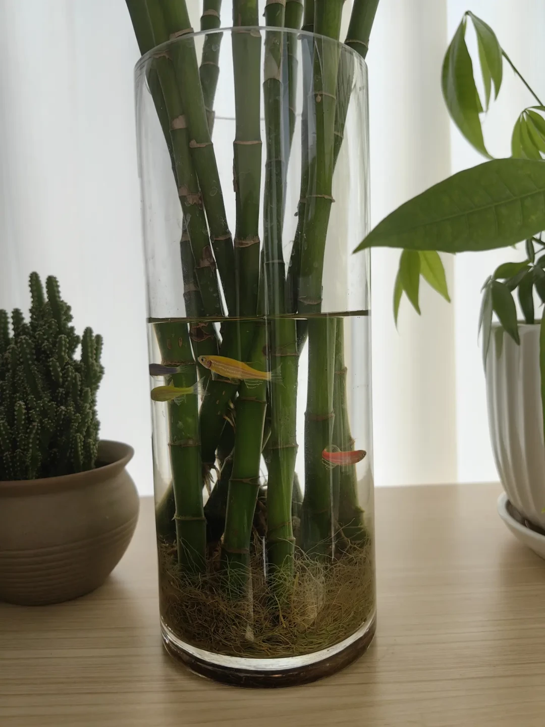 中疾控点名水培植物:夏天只换水不刷瓶,等于在家养蚊子