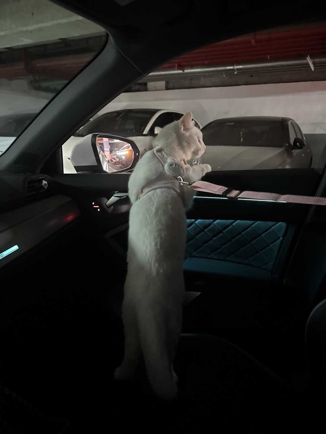 “哪有小猫咪不会倒车的”刷屏:猫不是傻,是身体没给它装“倒挡”