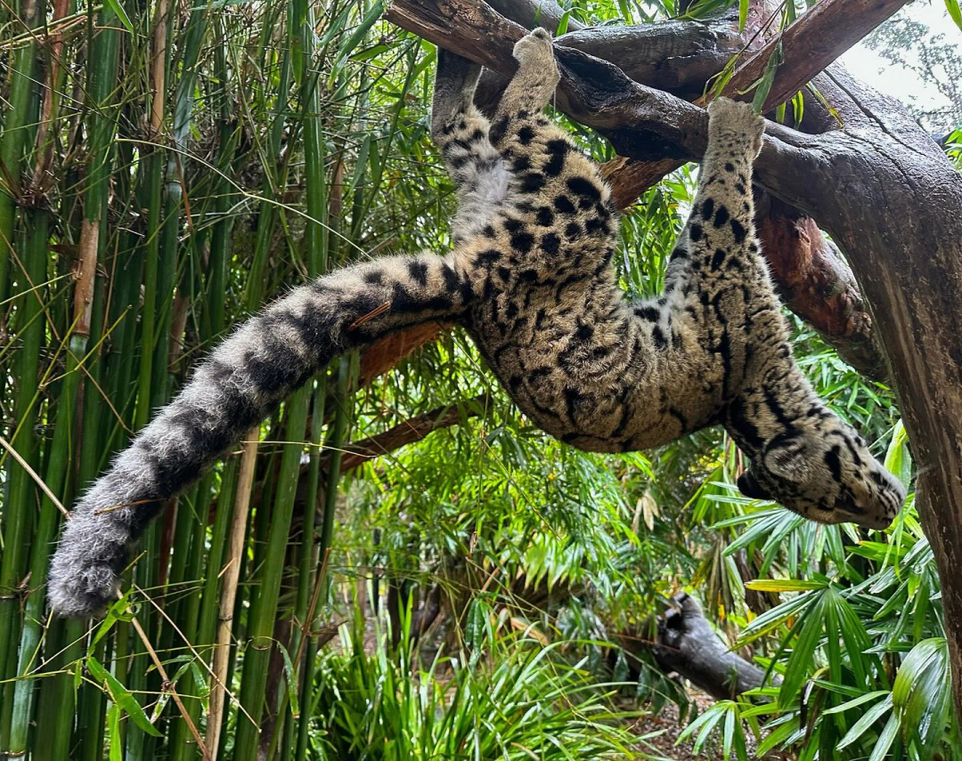 “哪有小猫咪不会倒车的”刷屏:猫不是傻,是身体没给它装“倒挡”