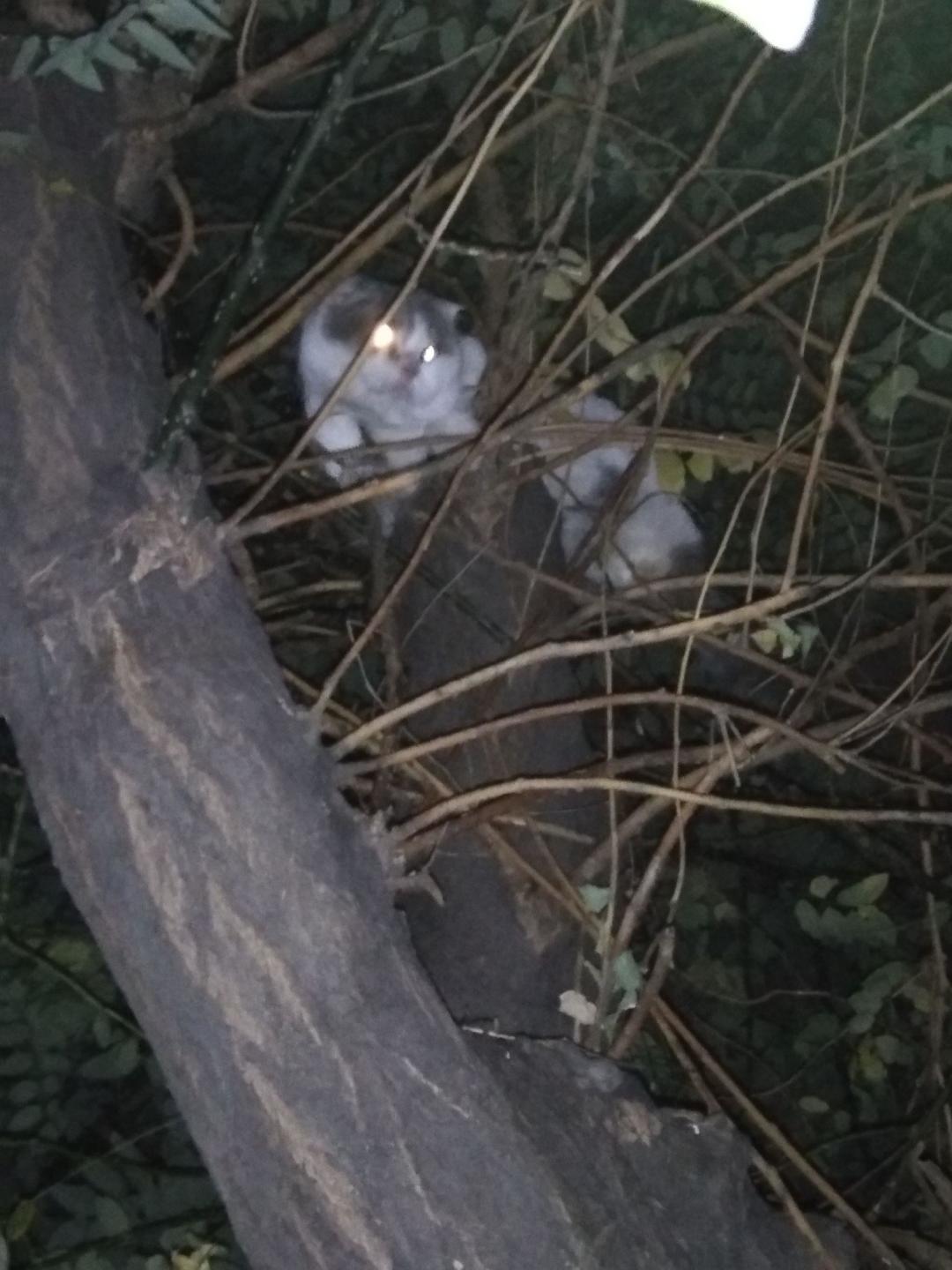 “哪有小猫咪不会倒车的”刷屏:猫不是傻,是身体没给它装“倒挡”