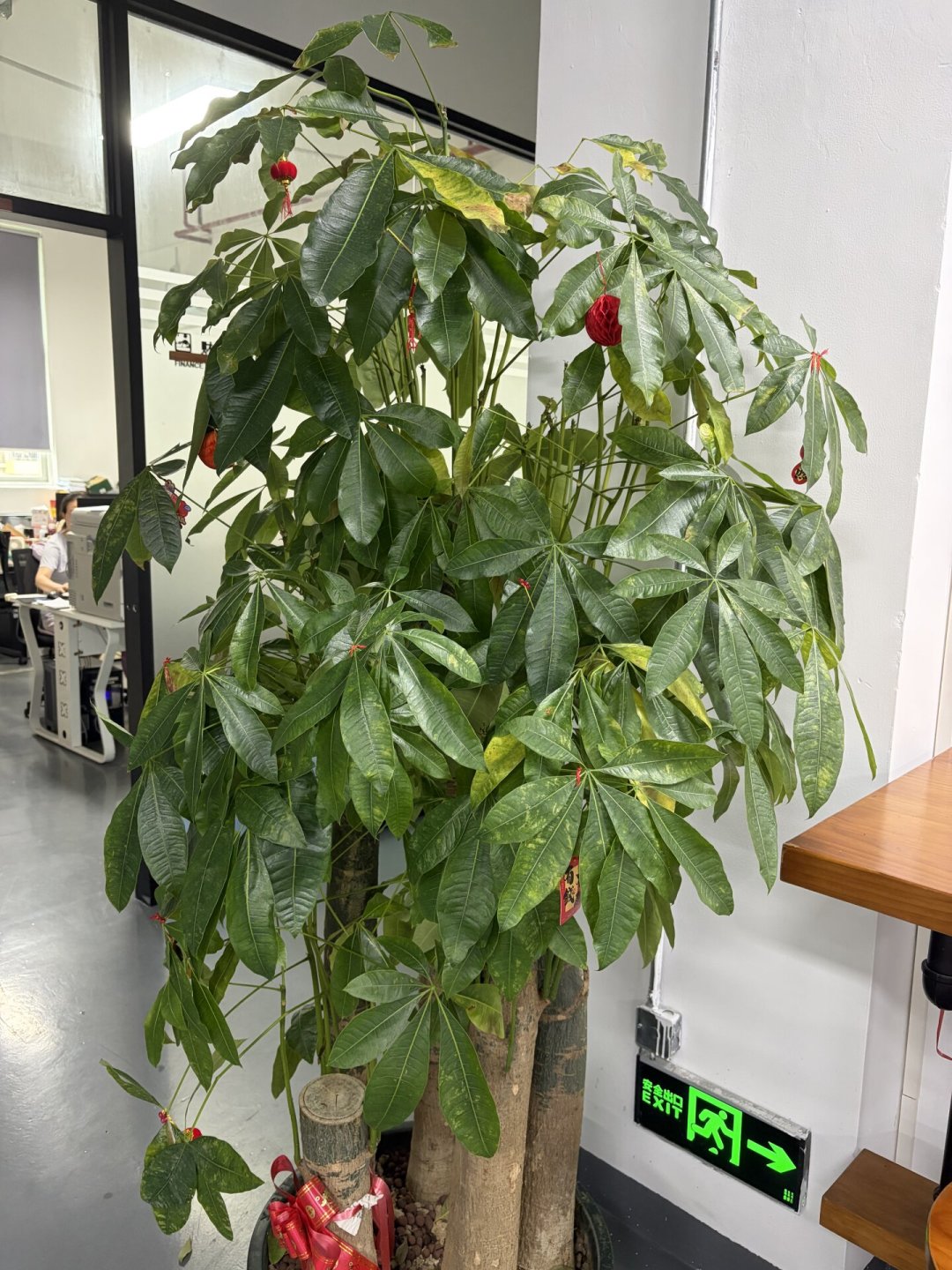工位绿植总撑不过8月?翻完三个平台的黄叶求助帖,整理出这份避坑清单