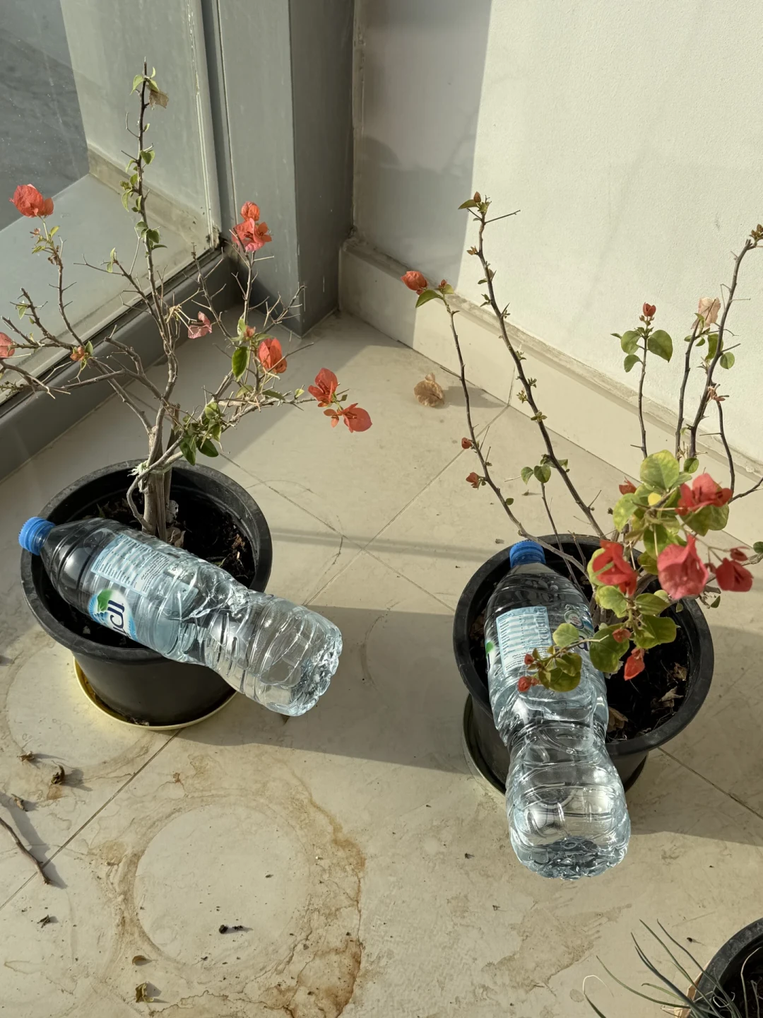 工位绿植总撑不过8月?翻完三个平台的黄叶求助帖,整理出这份避坑清单