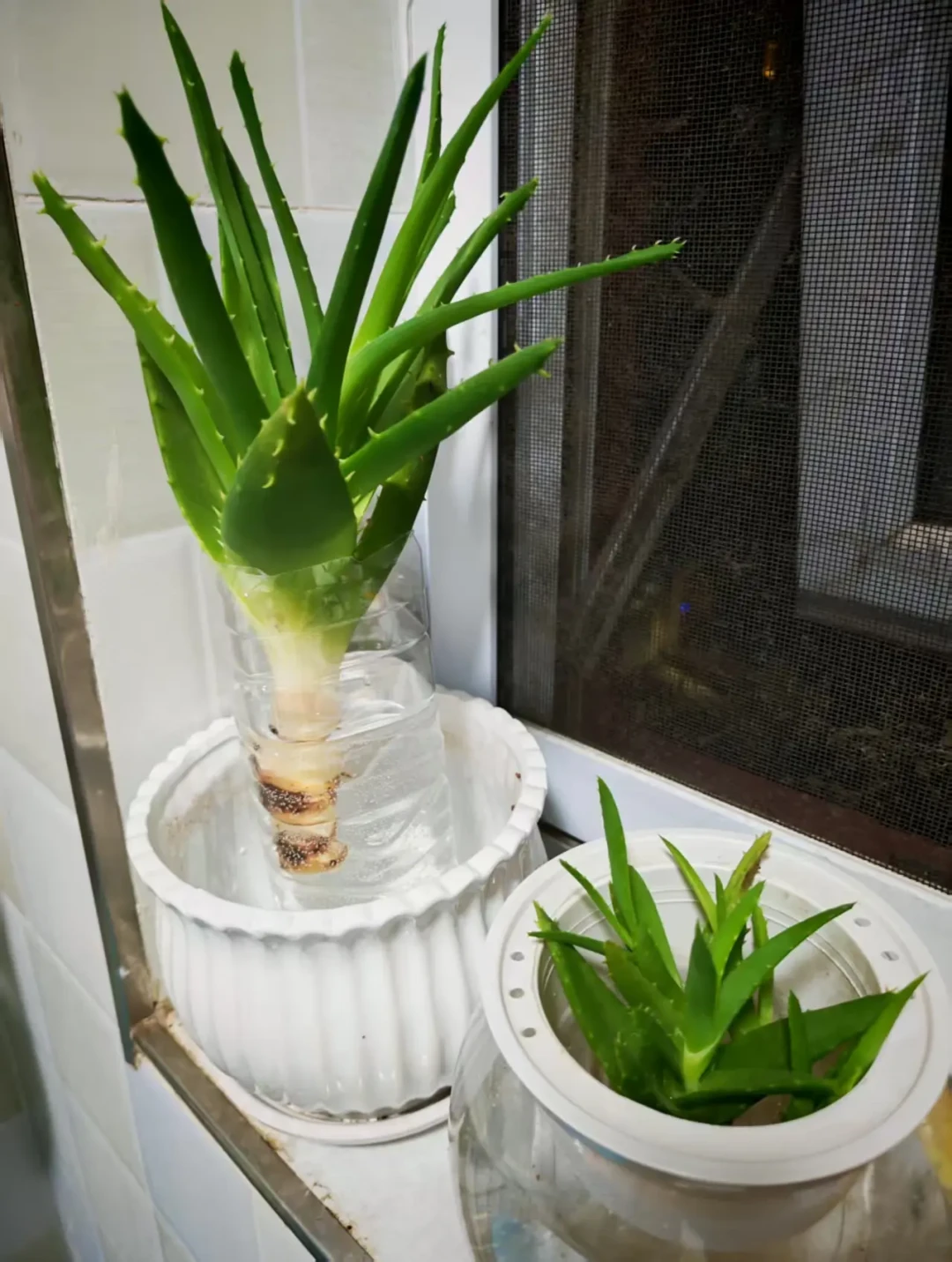 八月中旬,是水培植物的