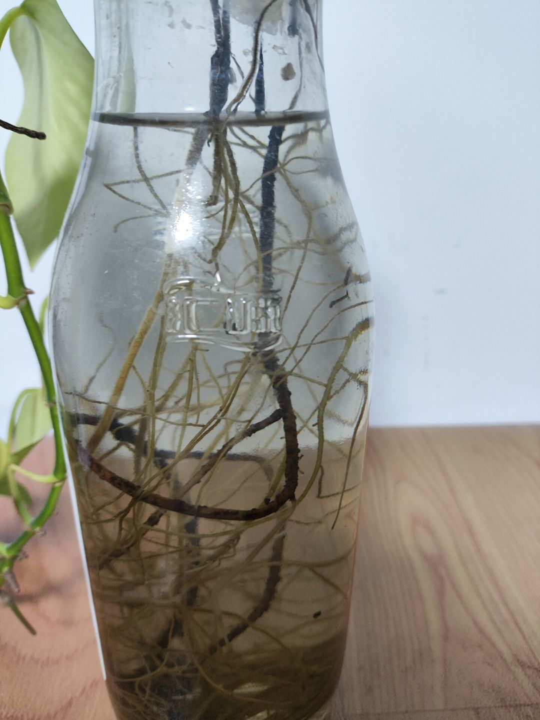八月中旬,是水培植物的