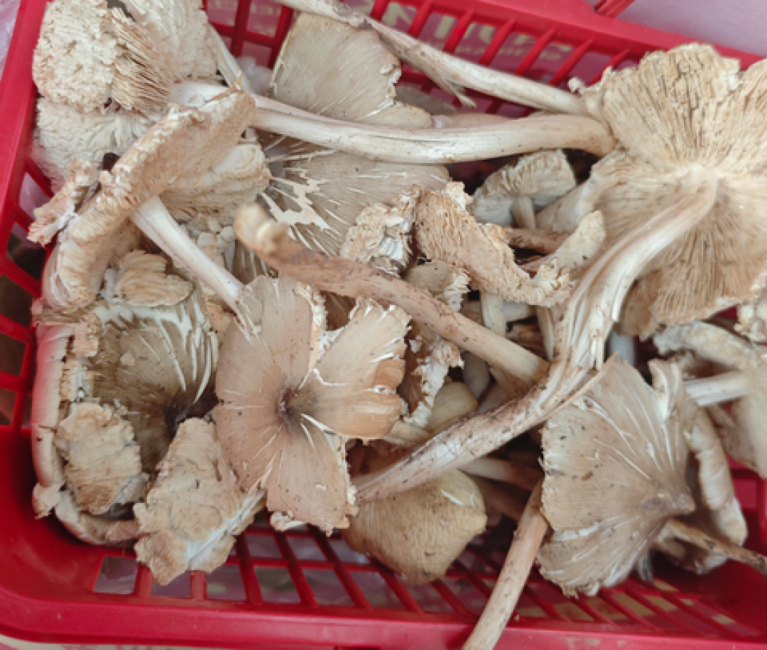 汪曾祺被网友判“塌房”?我把他安利的吃食逐一验了货:1样闭眼买,3样看条件,剩下别太当真