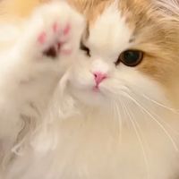 2026什么牌子的烘焙猫粮比较好?十大放心烘焙猫粮国产名单