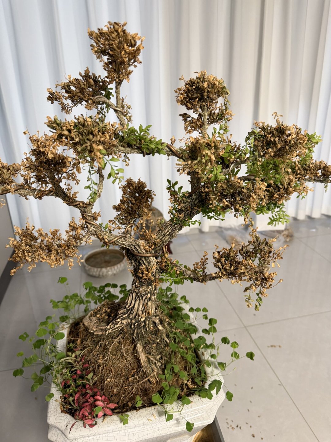 黄杨,几十块和几万块差的不是一个零:夏天入手第一棵造型黄杨前,先看这篇