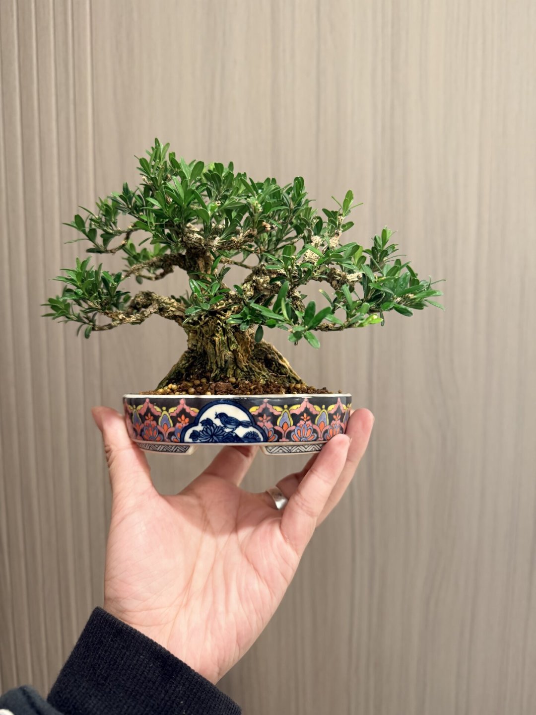 黄杨,几十块和几万块差的不是一个零:夏天入手第一棵造型黄杨前,先看这篇