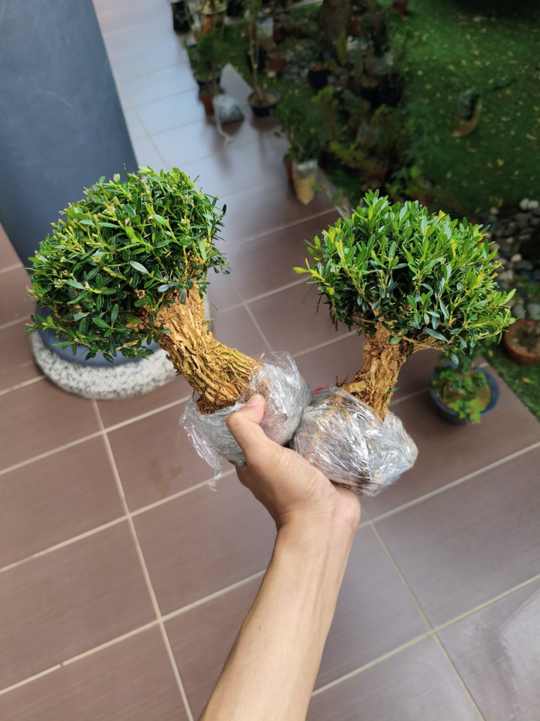 黄杨,几十块和几万块差的不是一个零:夏天入手第一棵造型黄杨前,先看这篇