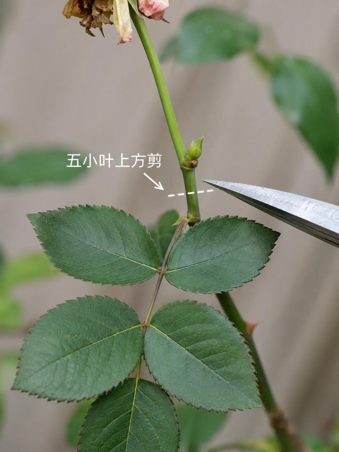 现在动手剪月季,国庆能看秋花:花多多选号、验真、平替一次说清