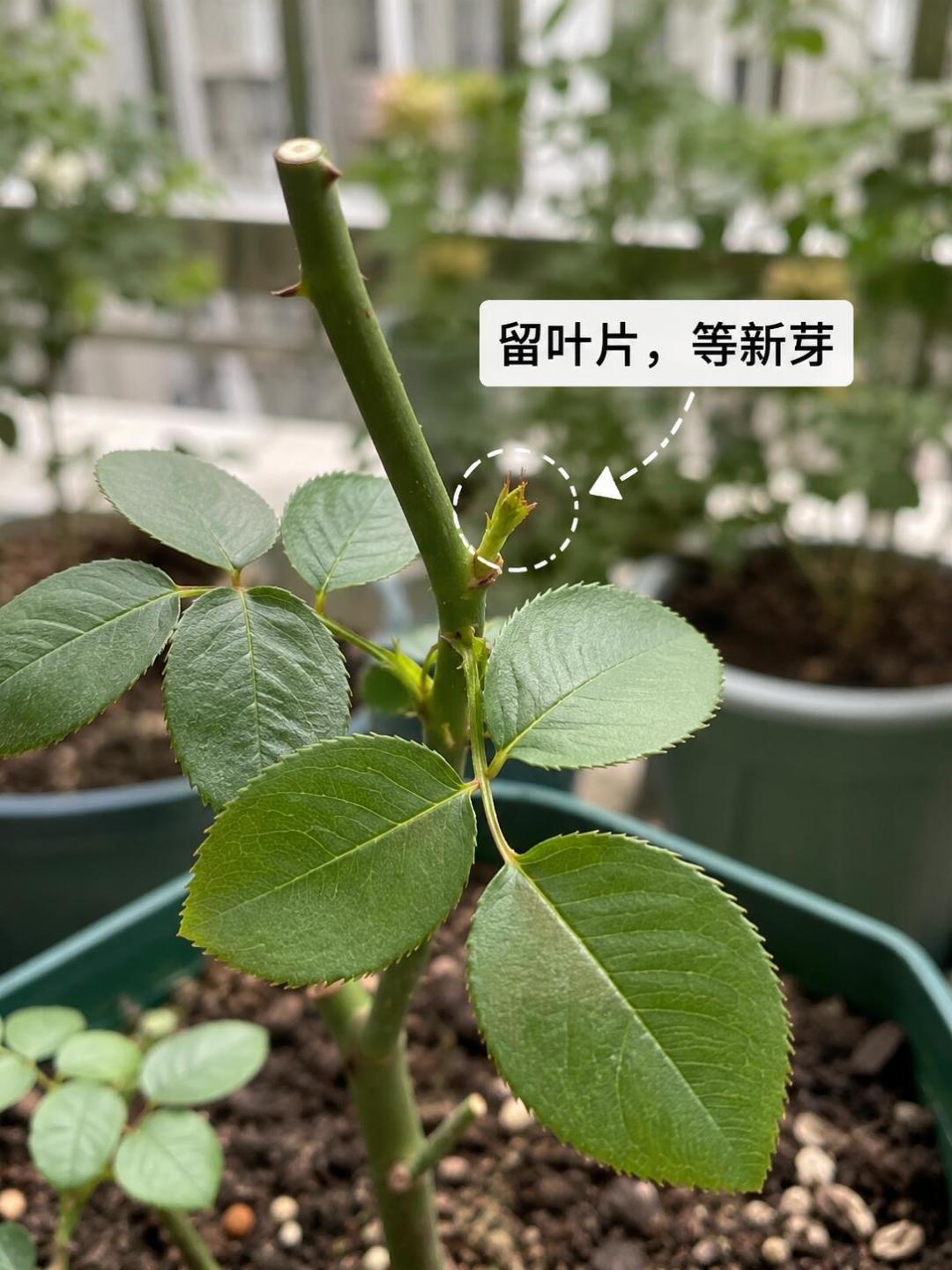 现在动手剪月季,国庆能看秋花:花多多选号、验真、平替一次说清