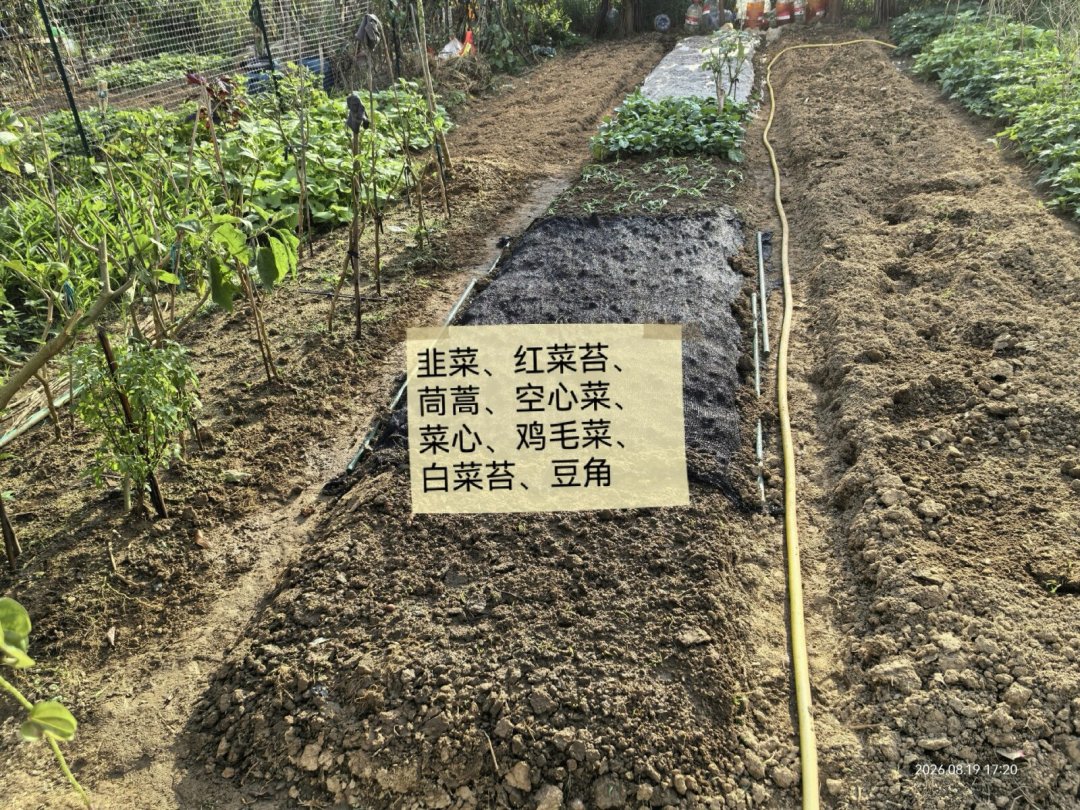 史上最强厄尔尼诺正在形成,出伏又撞处暑:今年秋播别照抄时间表