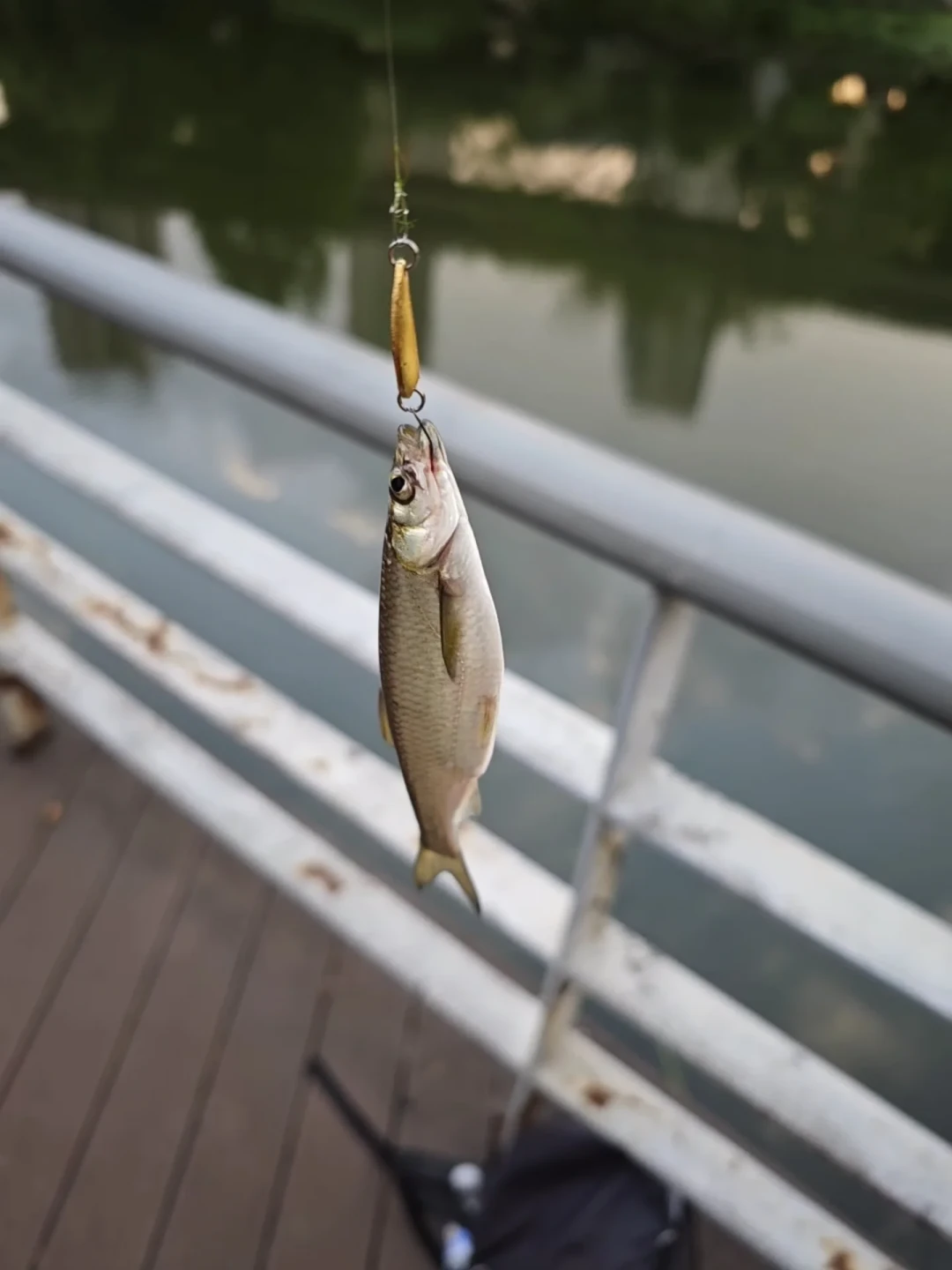 微物钓鱼入门预算:翻了四个平台后发现,两百多块够起步,但这四种钱别花
