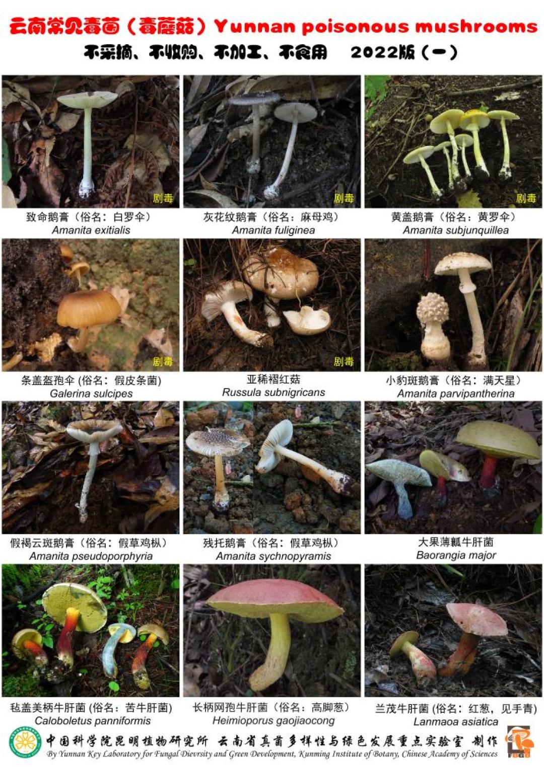 AI说“无毒”,他下锅后进ICU:这个菌子季,最危险的是“让AI先看看”