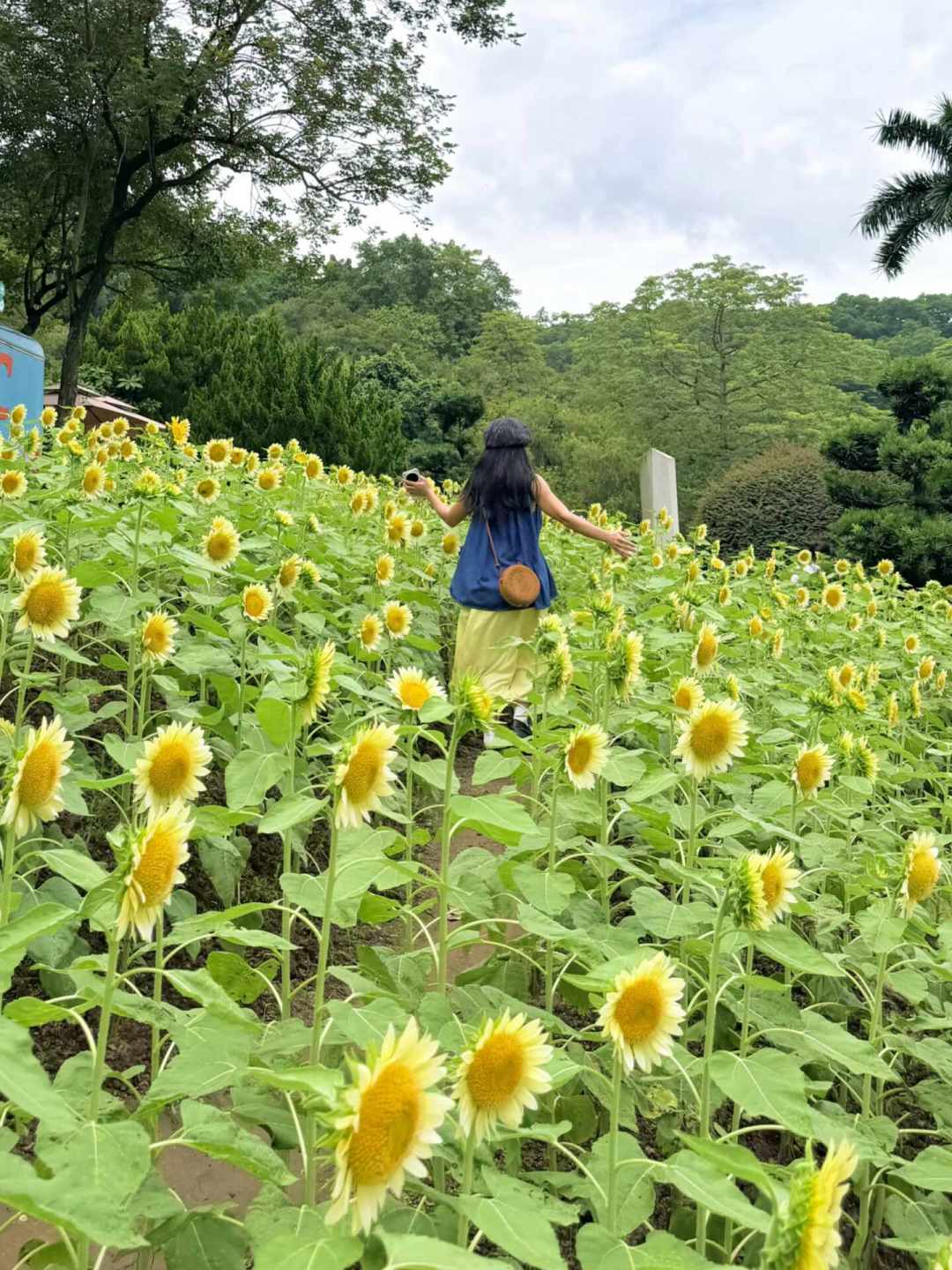 欧阳娜娜带火“农场风”:从19.9元门票到128元套餐,拍一组田园风照片到底要花多少钱