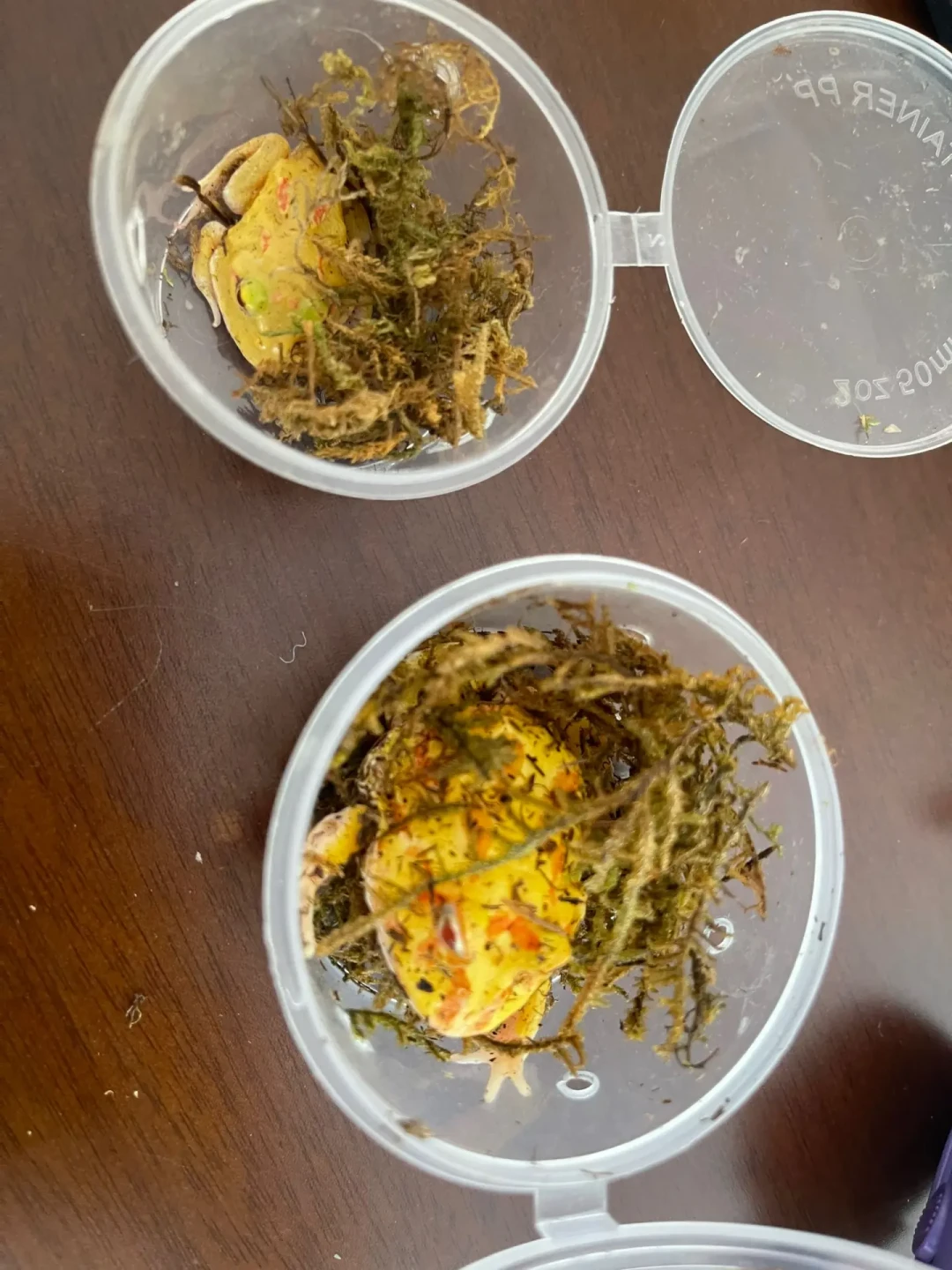 角蛙三天没吃就想强喂?盛夏角蛙急救判断手册,看完这篇再动手