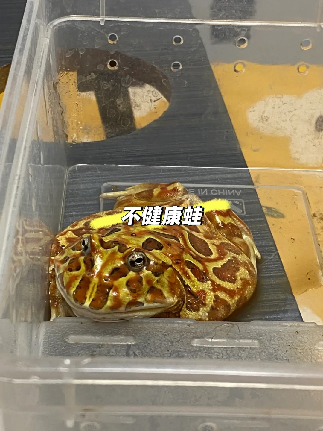 角蛙三天没吃就想强喂?盛夏角蛙急救判断手册,看完这篇再动手