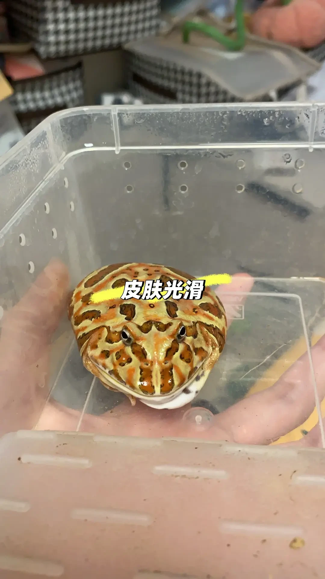 角蛙三天没吃就想强喂?盛夏角蛙急救判断手册,看完这篇再动手