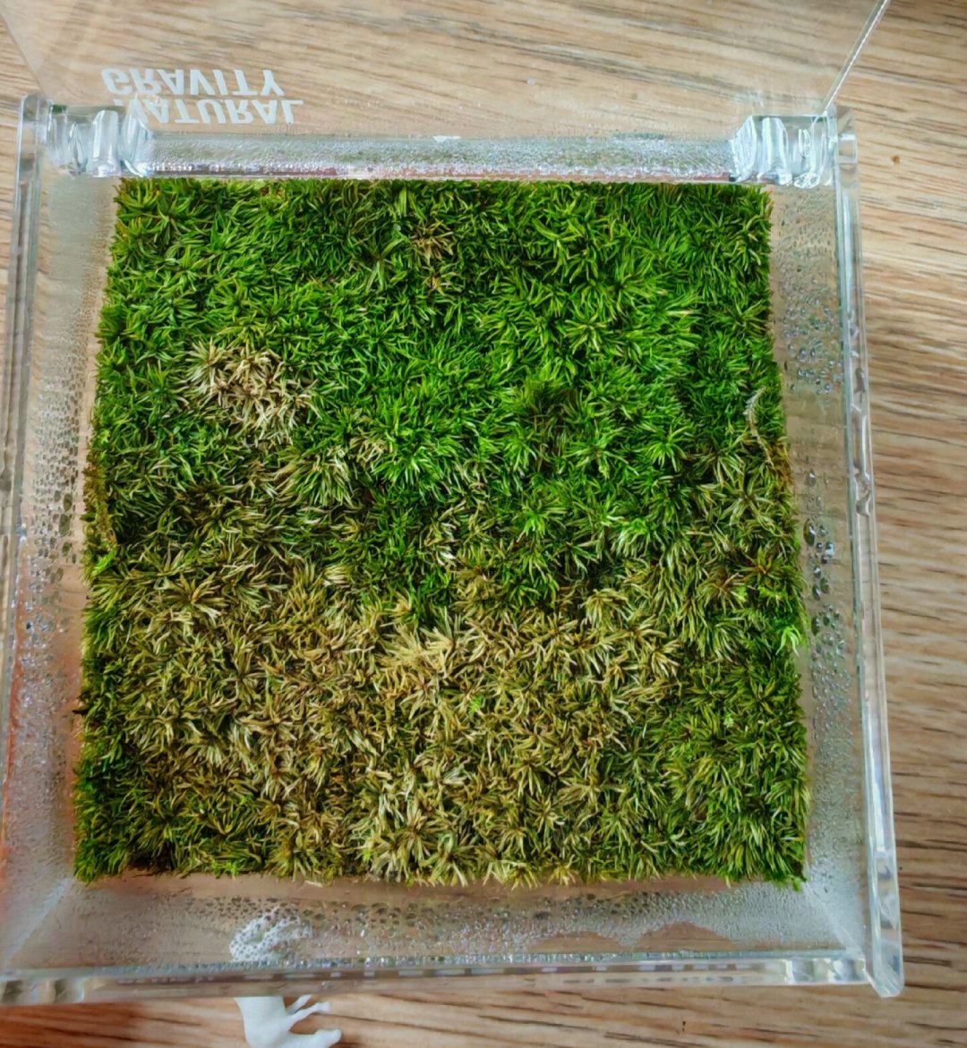雨林缸度夏实录：苔藓发黄、长霉、有异味，先别急着多喷水