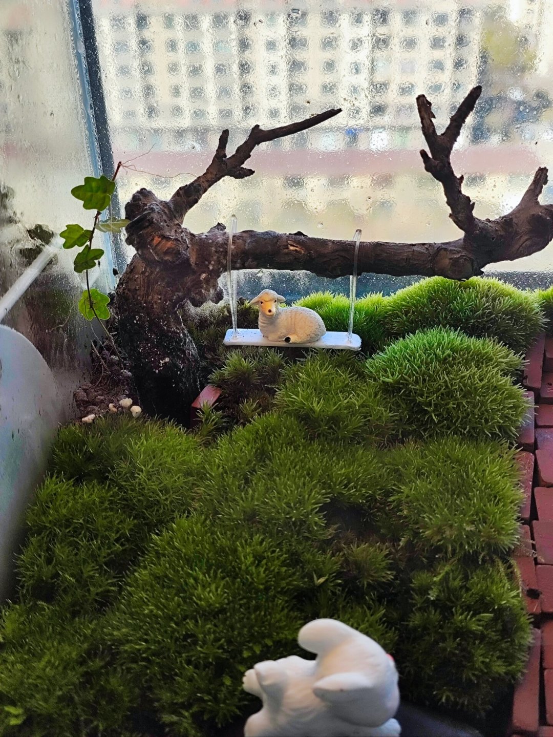 雨林缸度夏实录：苔藓发黄、长霉、有异味，先别急着多喷水