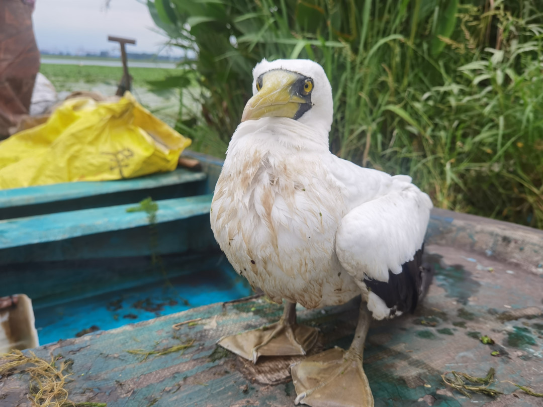 台风“白海豚”过境一周,4种远洋迷鸟现身华东:窗口开了,但别急着掏无人机