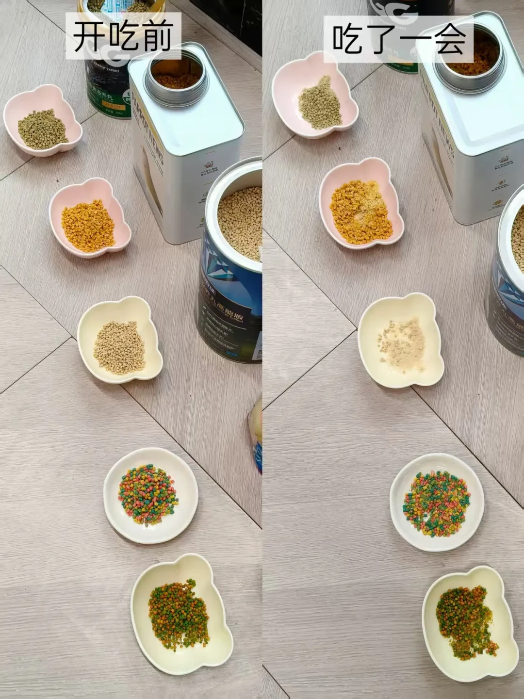 还在只喂小米？鹦鹉主食之争：种子粮 vs 滋养丸，换粮前先把这笔账算清楚