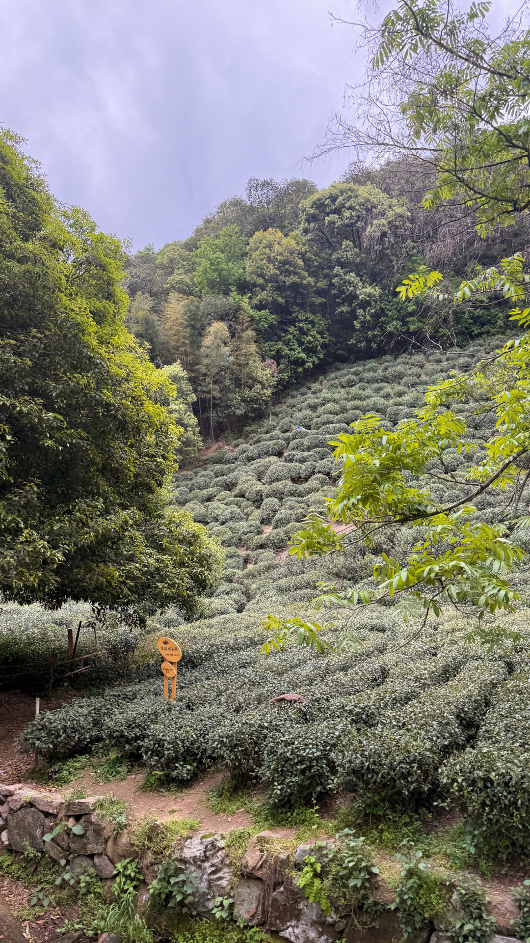灵隐寺免票8个多月,免费票反而比收费时更难进:预约、候补、黄牛一次说清
