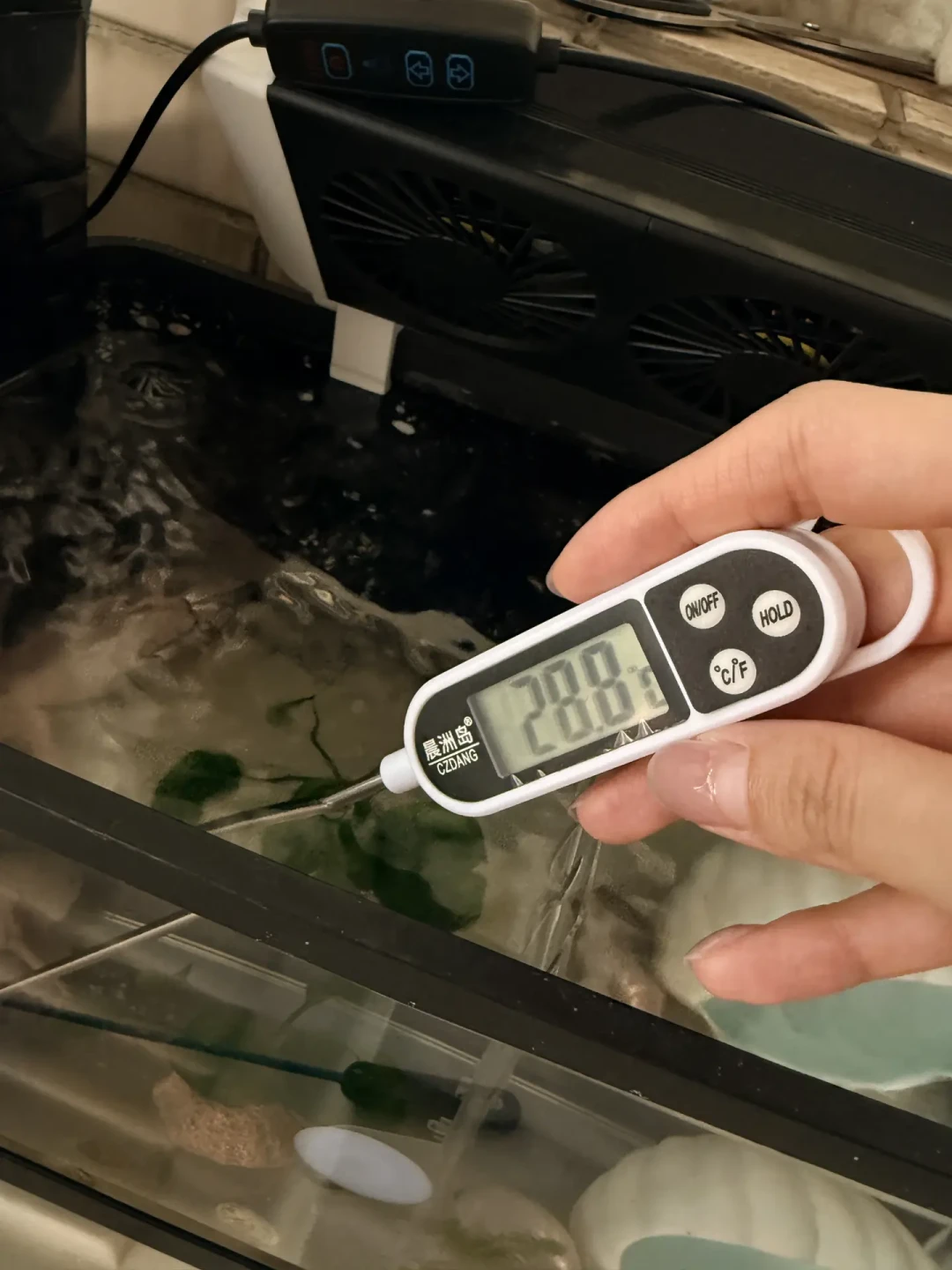 热带鱼却被热死:8月斗鱼降温真正管用的方法与禁忌