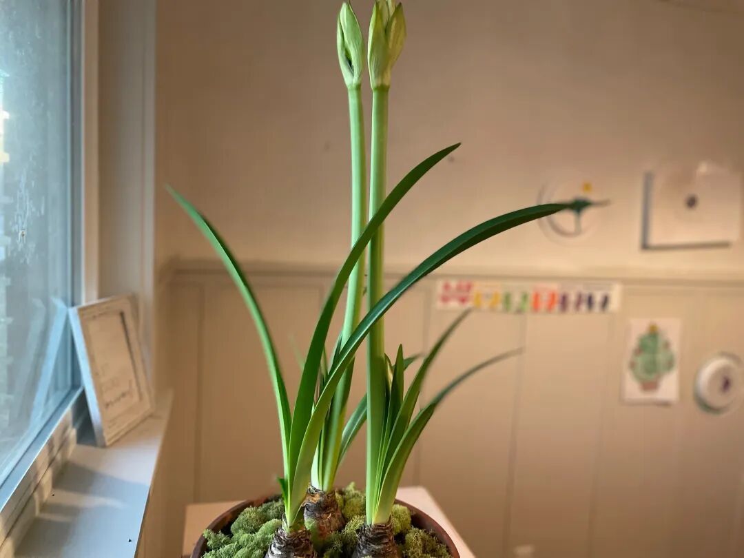 开完花的朱顶红别急着扔:8月起做对这几件事,决定它明年开不开花