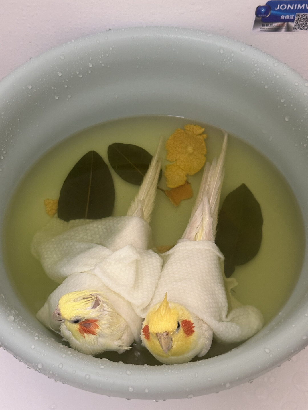 换羽季到了,