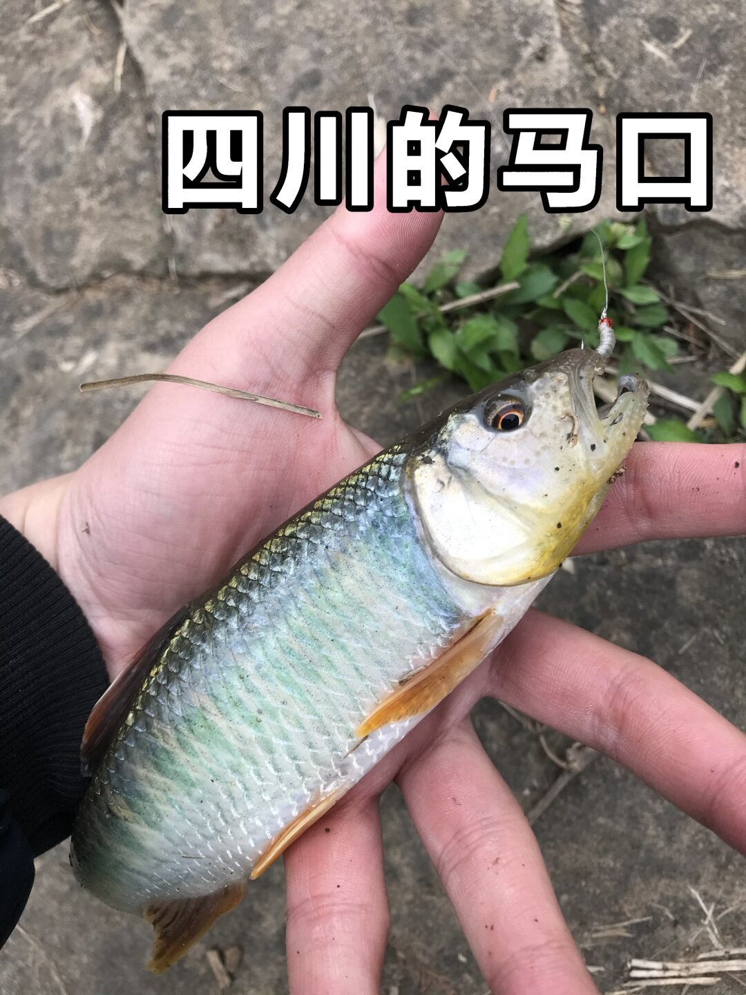 你钓的马口,可能根本不是“马口”:6个别名、3个误区一次说清