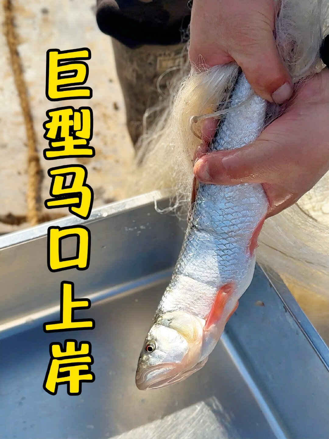 你钓的马口,可能根本不是“马口”:6个别名、3个误区一次说清