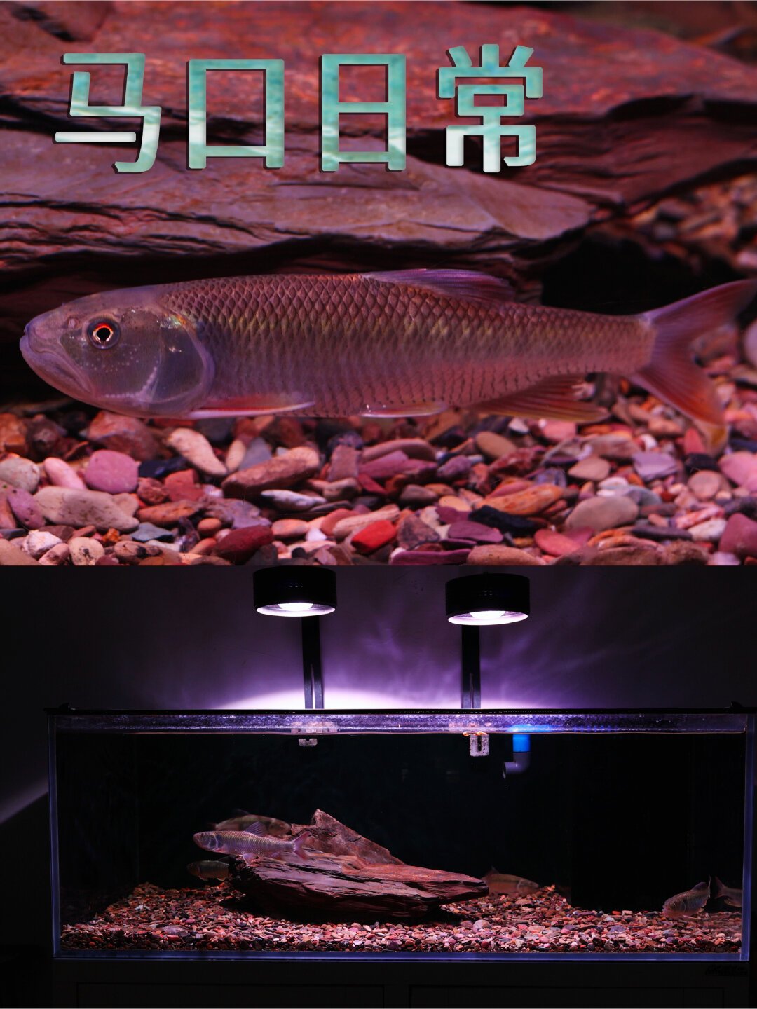 你钓的马口,可能根本不是“马口”:6个别名、3个误区一次说清