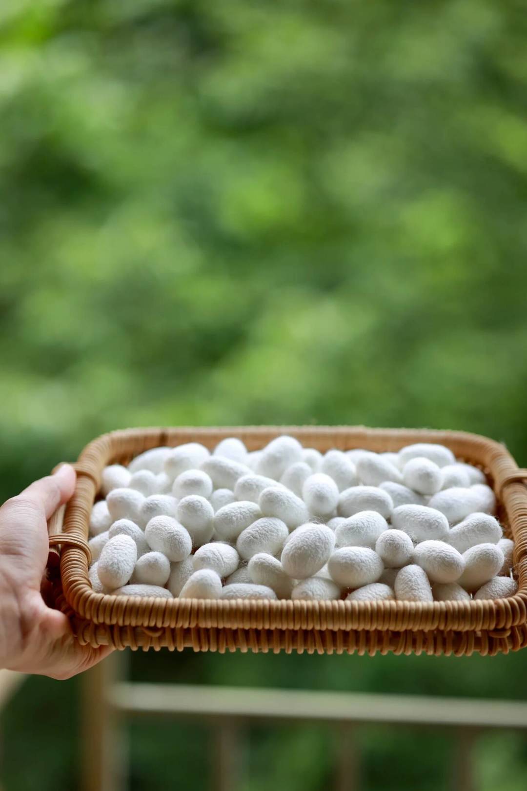 《缫丝》跳上七夕热搜,算算你手里的茧:7个做把蚕丝扇,1.2万个才能做床蚕丝被